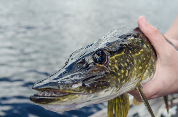 Best Pike Lures For 2024 - The Ultimate Guide