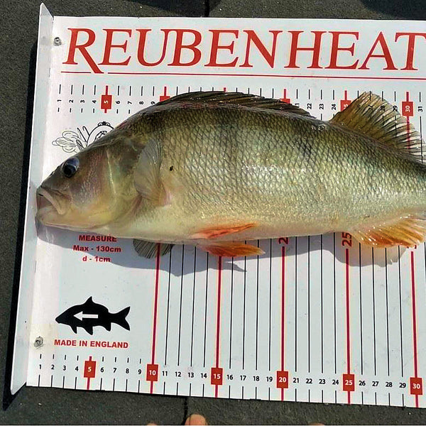 Reuben Heaton FM Competition Fish Measures