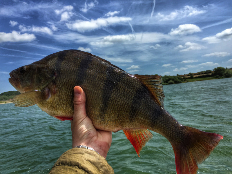Dropshotting for perch on reservoirs - Vidar Thomassen